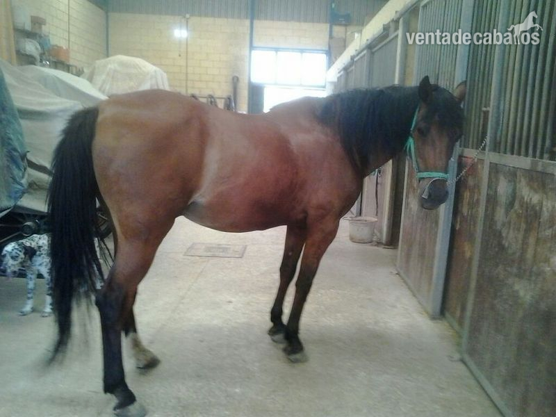 Lote de 5 caballos - Caballos Capados Holstien