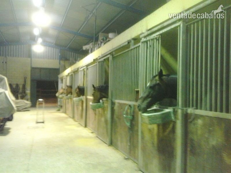 Lote de 5 caballos - Holstien