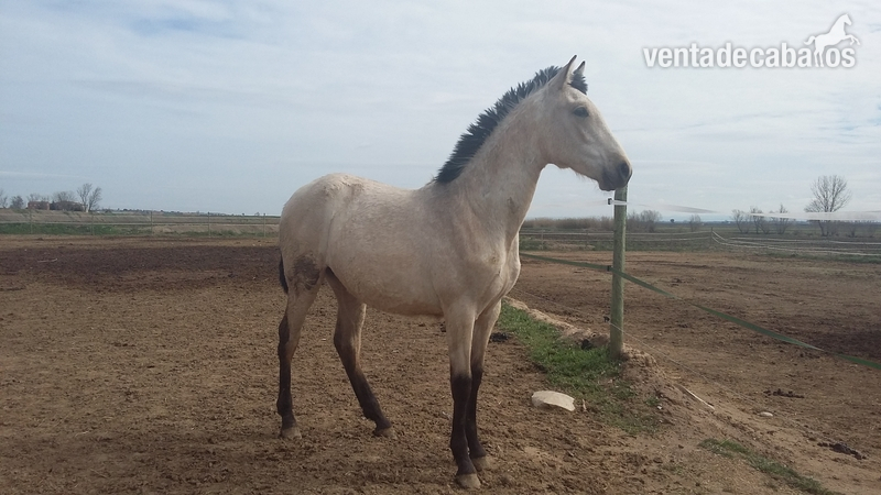 Potros Pura Raza Española - VENTA POTROS P.R.E. Albinos, baya, negros
