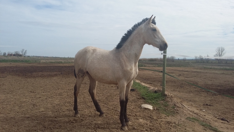 Potros Pura Raza Española - VENTA POTROS P.R.E. Albinos, baya, negros
