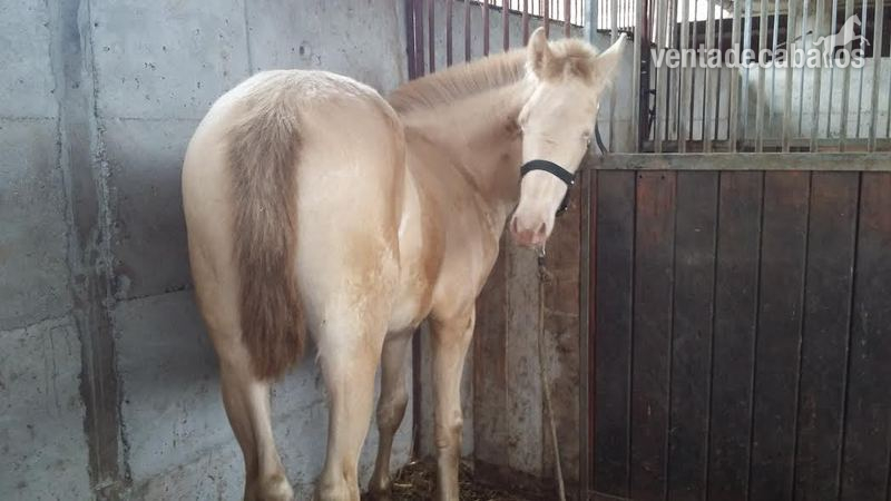 VENTA POTROS P.R.E. Albinos, baya, negros - Pura Raza Española