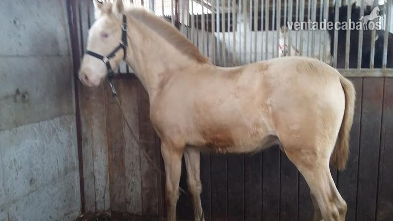 VENTA POTROS P.R.E. Albinos, baya, negros - Potros