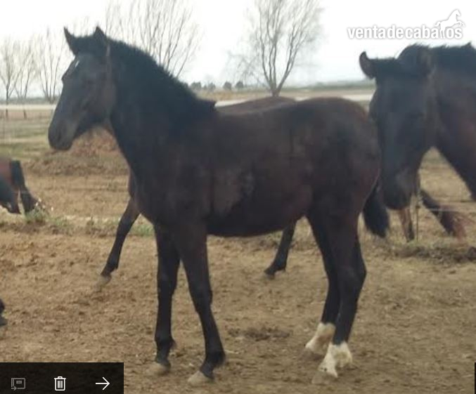 VENTA POTROS P.R.E. Albinos, baya, negros