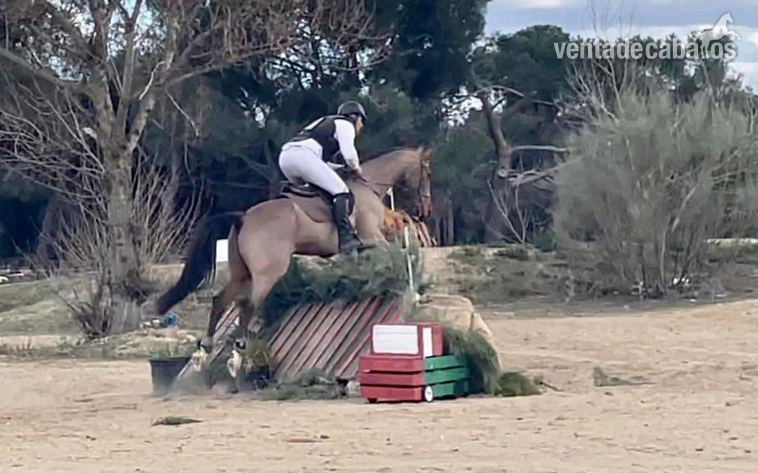 caballo versatil 7 años, 165cm in 