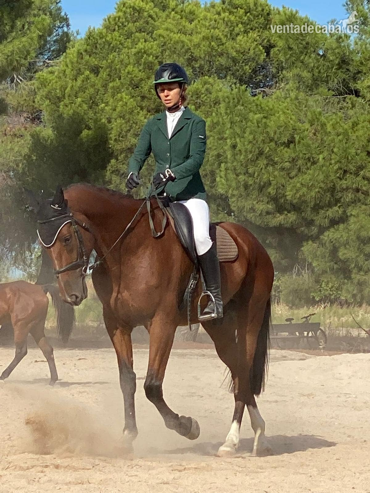 Caballos Capados EMPTY - caballo versatil 7 años, 165cm