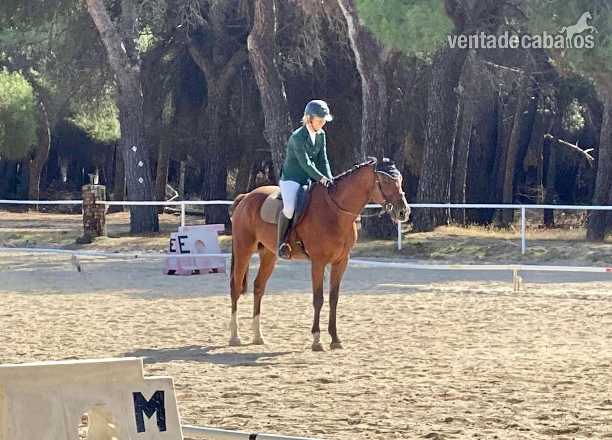 caballo versatil 7 años, 165cm - Caballos Capados EMPTY
