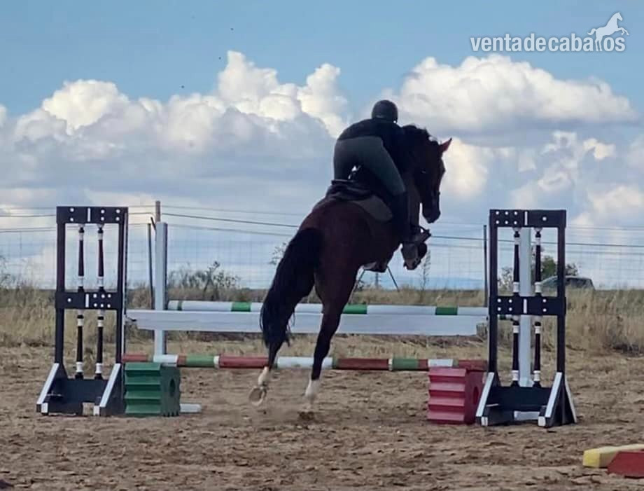caballo versatil 7 años, 165cm - EMPTY