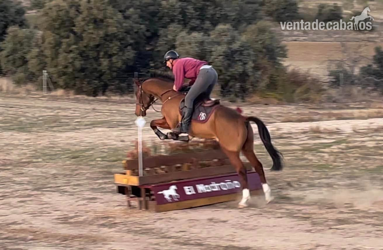 caballo versatil 7 años, 165cm - Caballos Capados