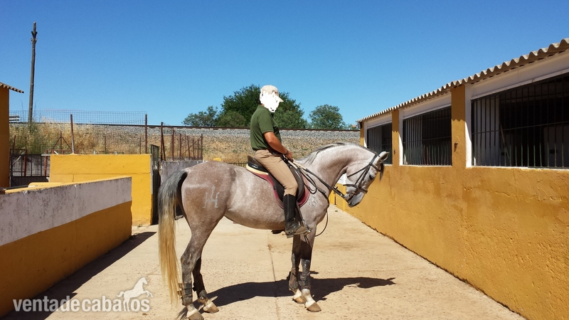 Vendo Yegua Hispano-arabe in 
