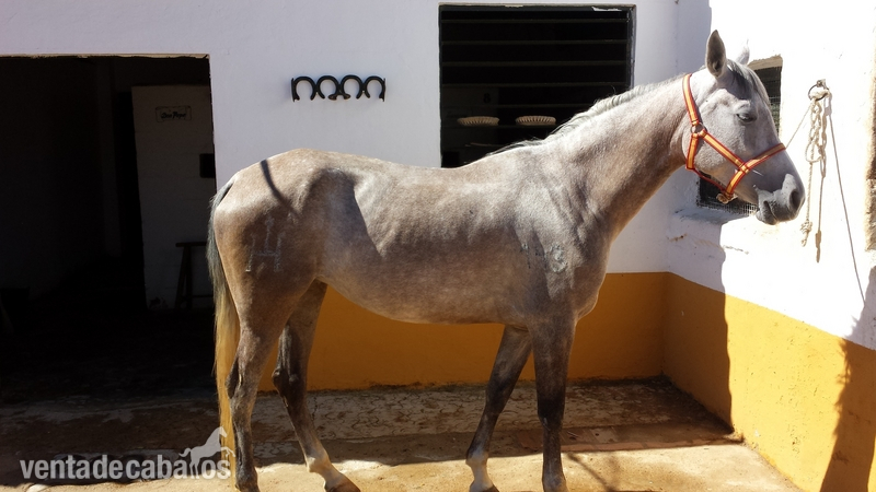Hispano-Arabe