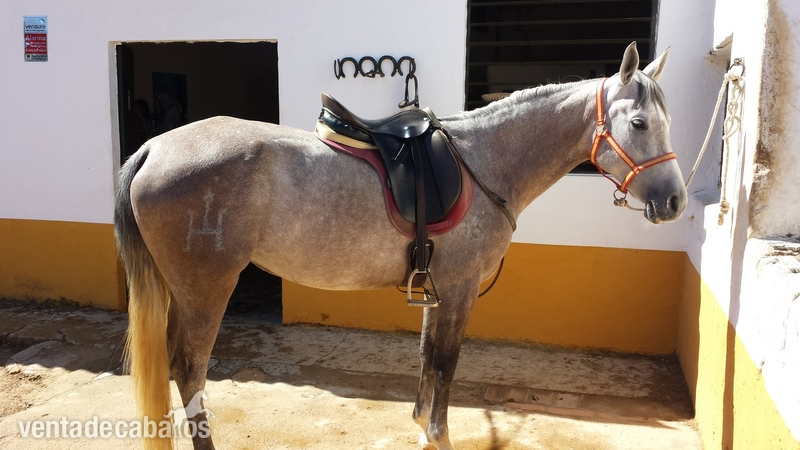 Hispano-Arabe {TYPE}