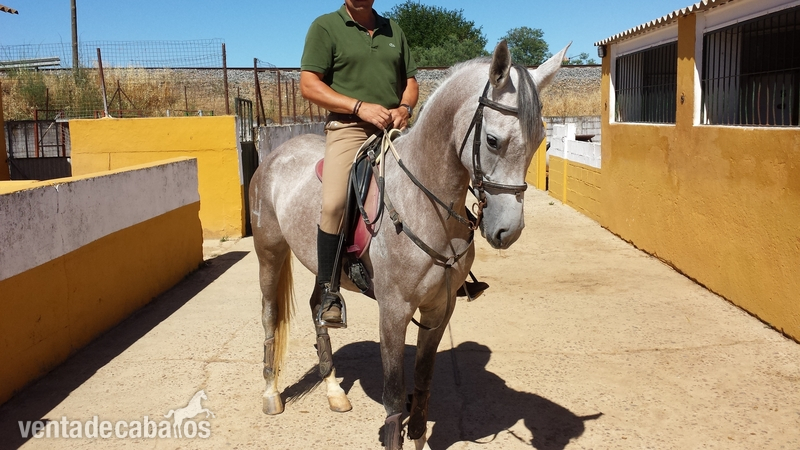 Vendo Yegua Hispano-arabe - Hispano-Arabe