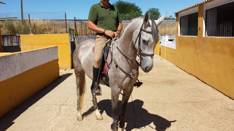 Vendo Yegua Hispano-arabe - Hispano-Arabe
