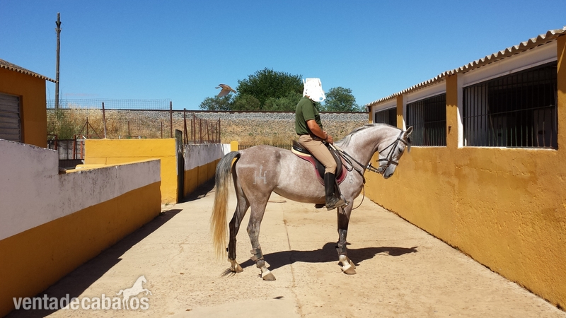 Vendo Yegua Hispano-arabe - Yeguas