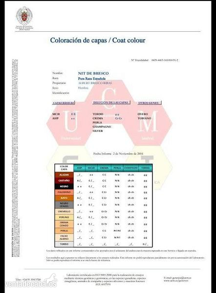 VENTA POTRA PRE ALBINA - Potras Pura Raza Española