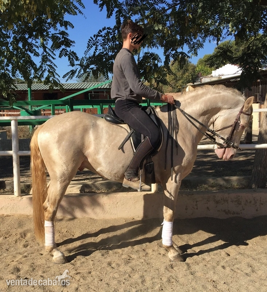 Venta de caballo in 