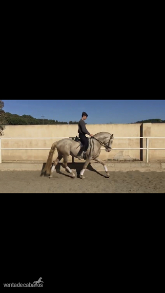Lusitano