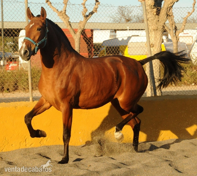YEGUA PRE 4 AÑOS in 