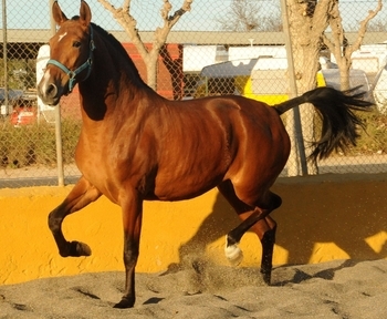 YEGUA PRE 4 AÑOS