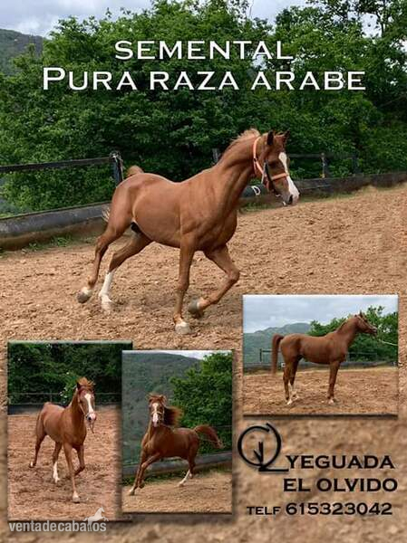 Vendo caballo Pra in 