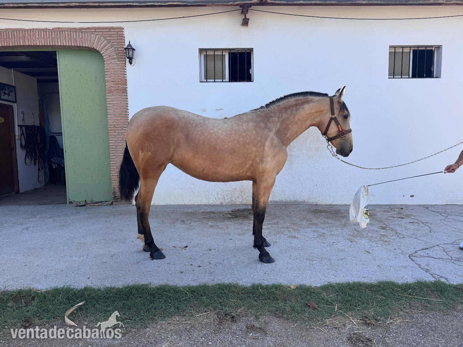 Potras EMPTY - Exclusiva potra PRE 26 meses