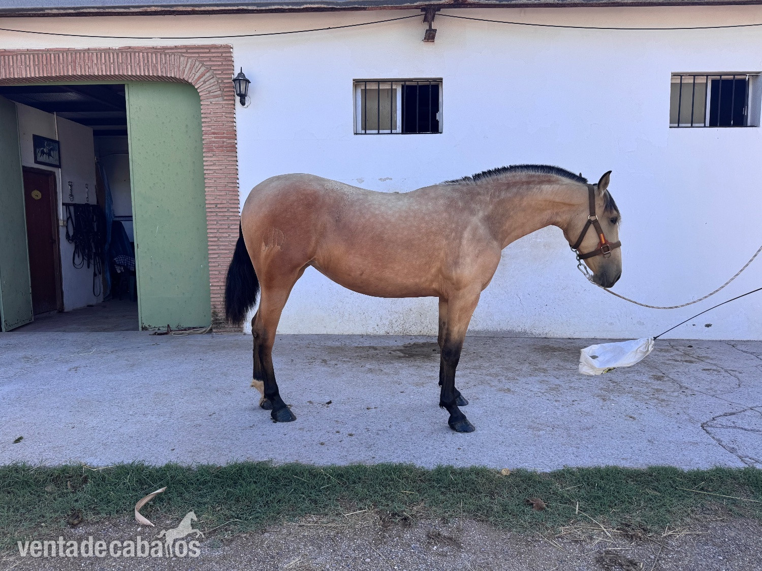 Exclusiva potra PRE 26 meses - Potras EMPTY