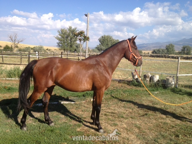 Caballo de Deporte Español (CDE)