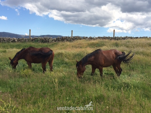 Caballo de Deporte Español (CDE) {TYPE}