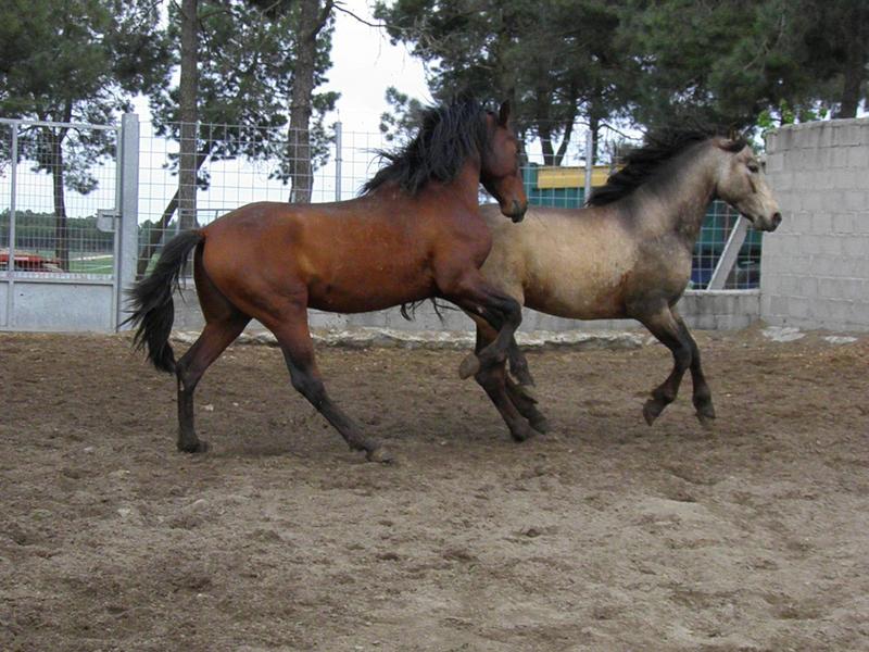Pura Raza Española {TYPE}