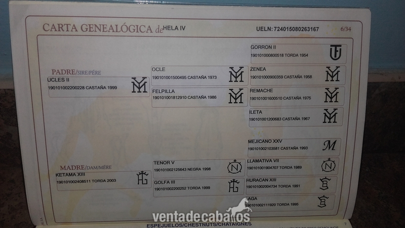 Pura Raza Española {TYPE}