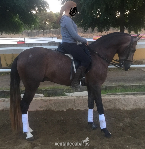 Venta de caballo in 