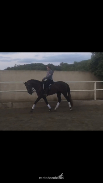 Lusitano