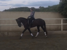 Venta de caballo
