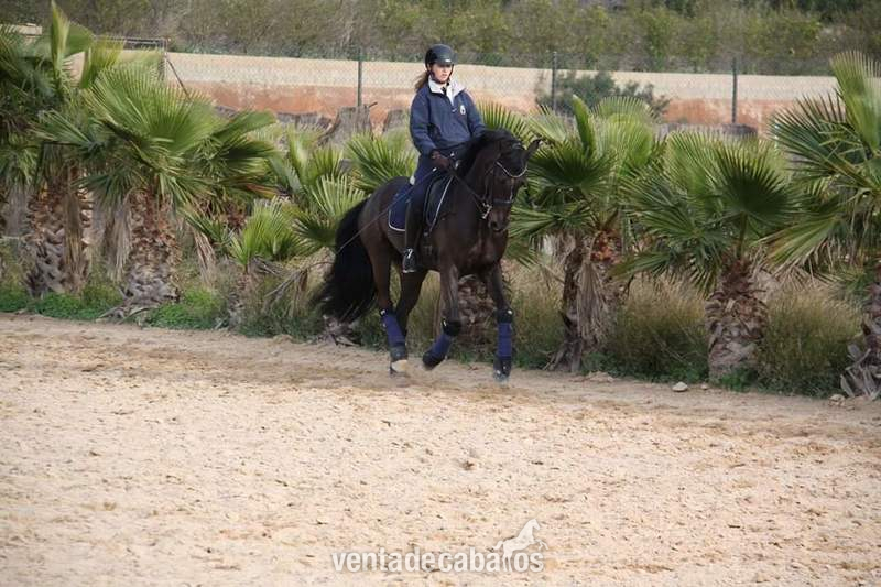 Hannoveriano {TYPE}