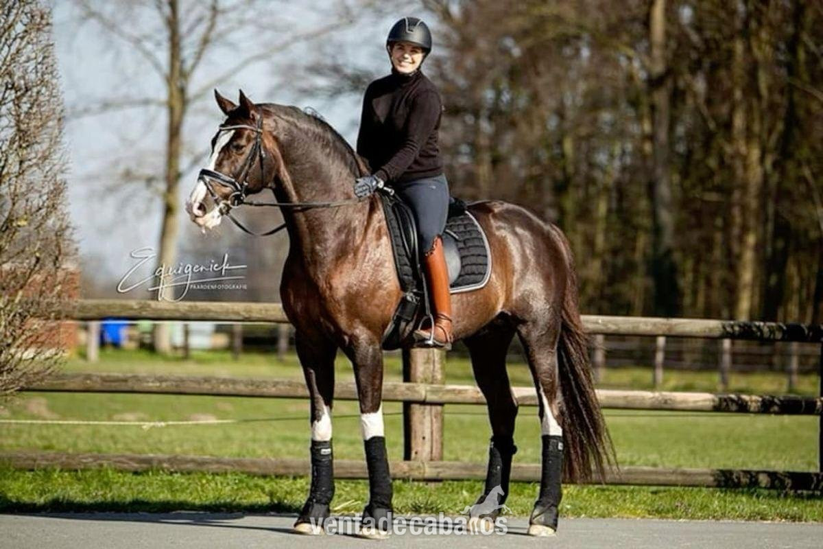 Llamativo caballo castrado de Hannoverianoa a la venta (12.000€) in 