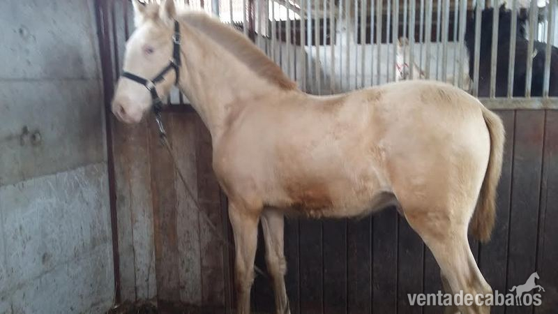 VENTA POTRO PRE ALBINO. 1 AÑO in 
