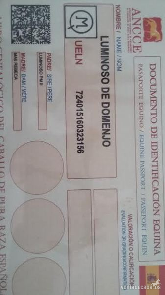 Potros Pura Raza Española - VENTA POTRO PRE ALBINO. 1 AÑO