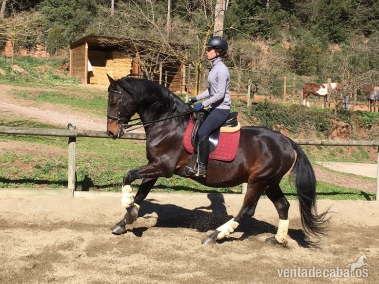 Caballo PRE castaño - Caballos Pura Raza Española (P.R.E.) Pura Raza Española