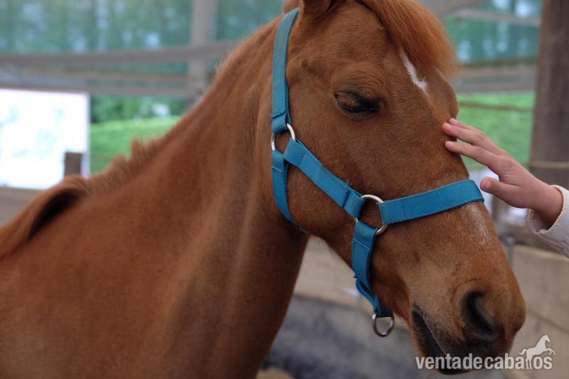 Venta preciosa pony alazana in 