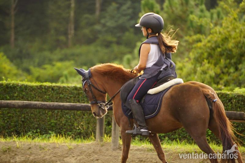 Ponis Pony Club Cruzado - Venta preciosa pony alazana