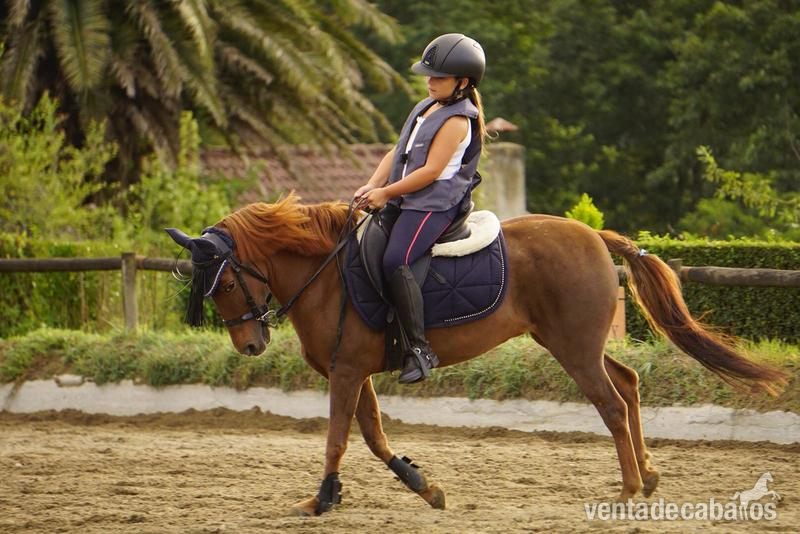 Venta preciosa pony alazana - Ponis Pony Club Cruzado