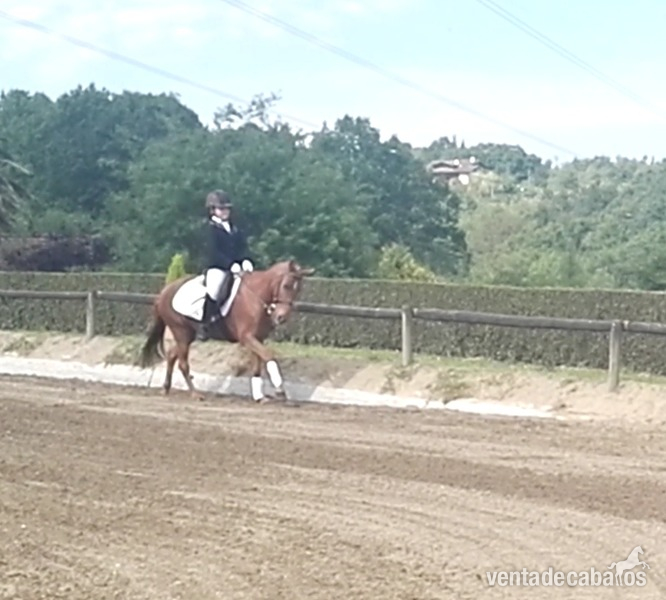 Venta preciosa pony alazana - Ponis Pony Club