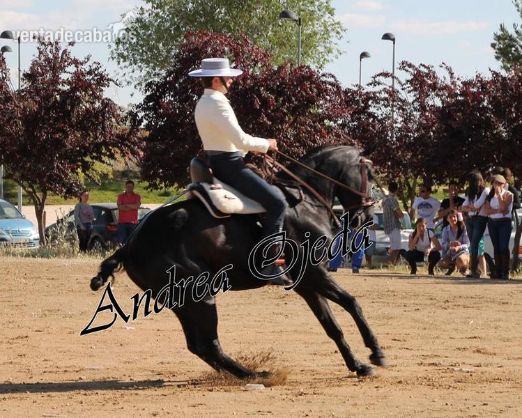 Caballo arabe-hannoveriano negro in 