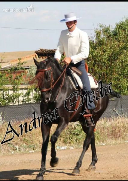 Caballos Capados Cruzado - Caballo arabe-hannoveriano negro