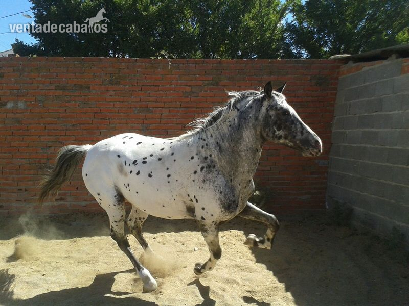 Vendo caballo appaloosa auténtico in 
