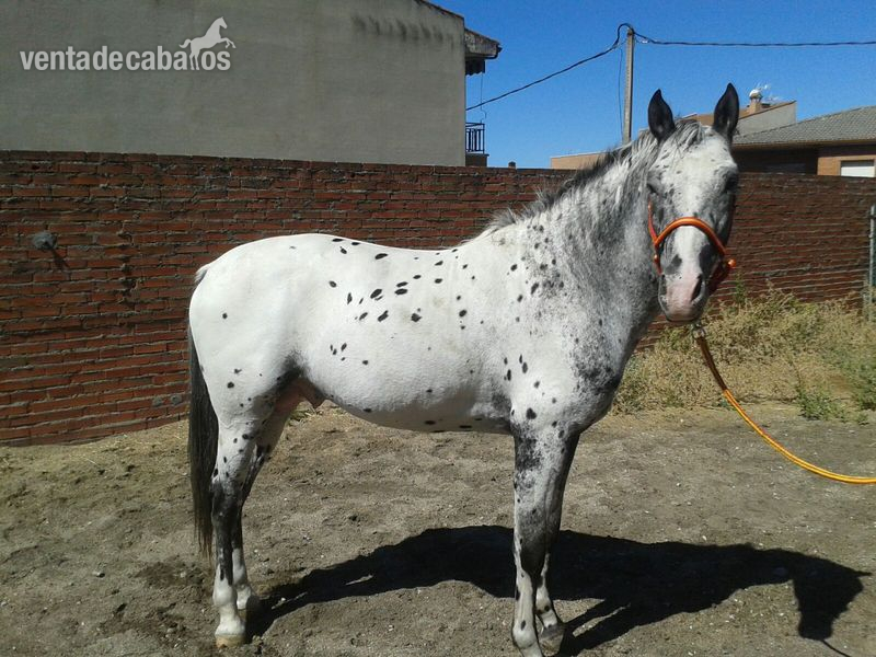 Appaloosa