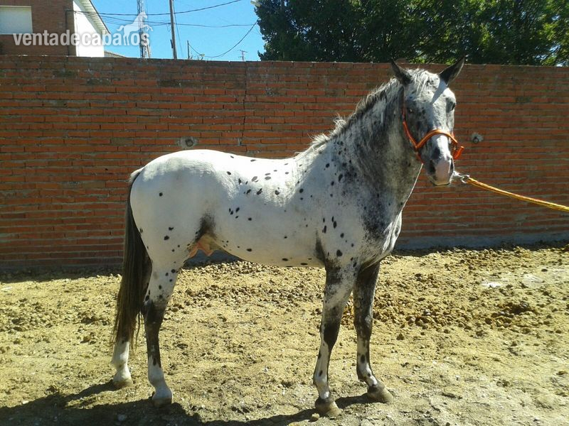 Appaloosa {TYPE}
