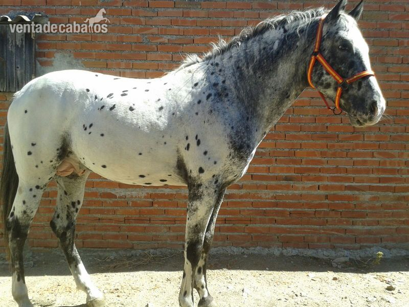 Caballos Enteros Appaloosa - Vendo caballo appaloosa auténtico