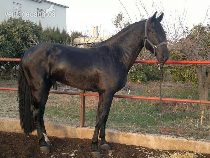 Caballos Pura Raza Española (P.R.E.) Pura Raza Española - SEMENTAL NEGRO DE 176 CM HIJO CICLON IX