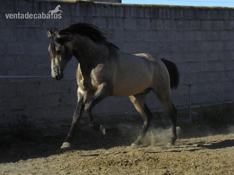 Caballos Pura Raza Española (P.R.E.) PRE - PRE GASPAR AG